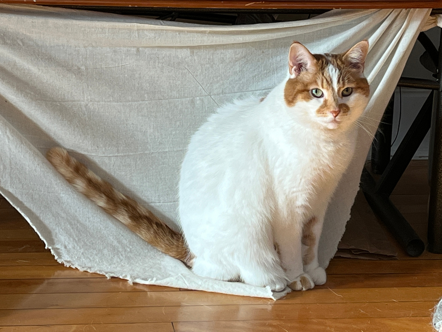 Charlie sits on his curtain, tail at a 45-degree angle.