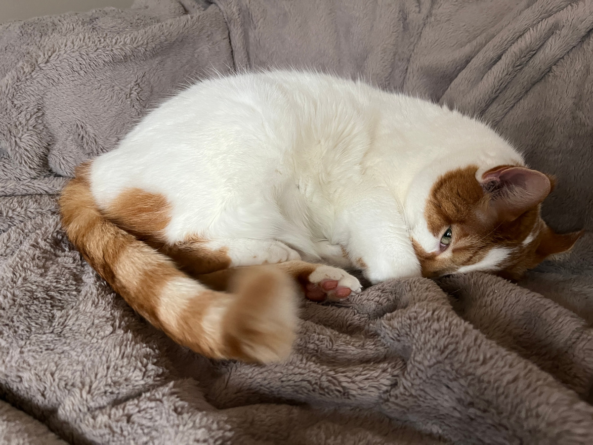 He is always watching, in case food becomes available.