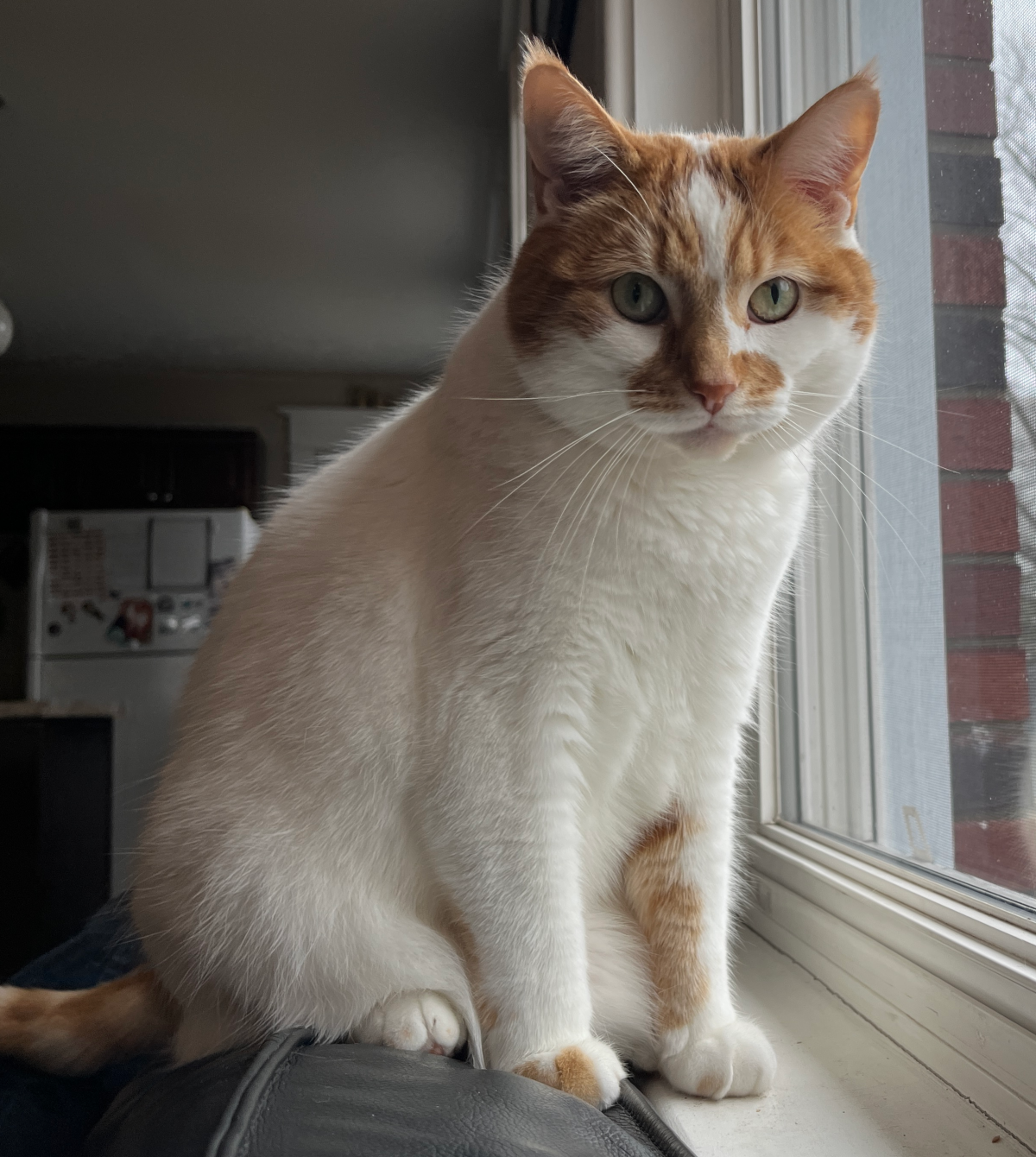 Look at this majestic animals.